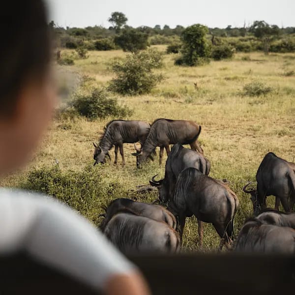 South Africa road trip: City vibes and glamping nights