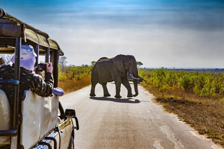 Morning safari through Kruger National Park thumbnail