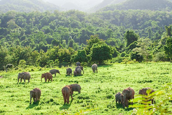 Halbtägige Elefanten-Safari im Kui-Buri-Nationalpark thumbnail